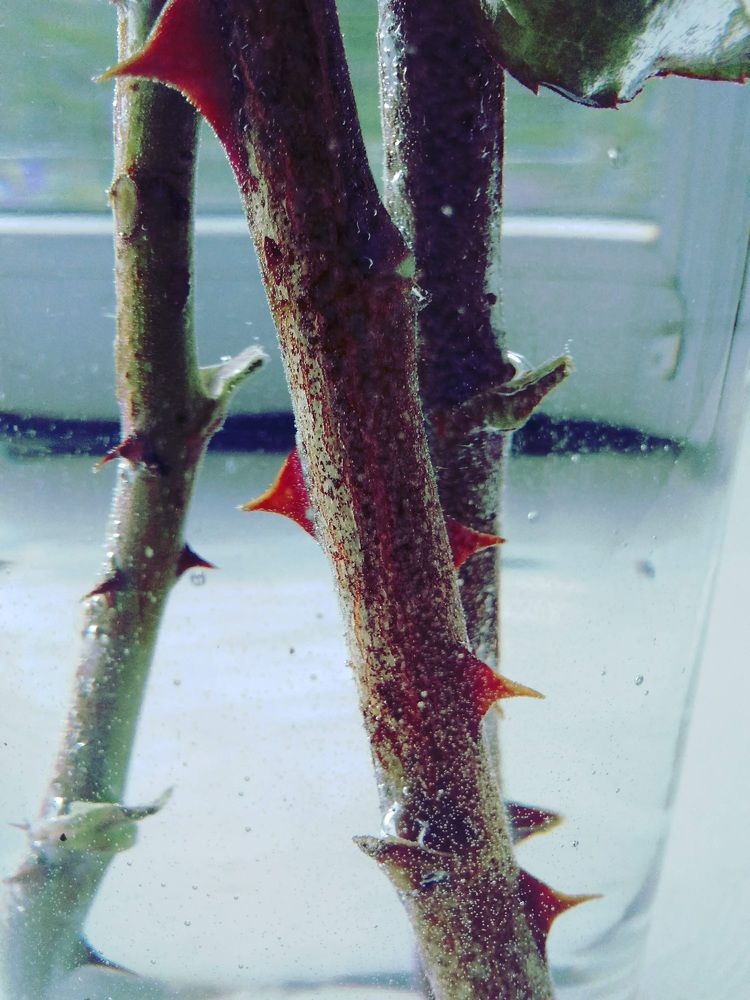 Photograph by Litvinova Ann