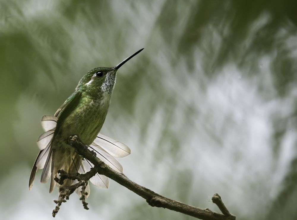Cloud Forest Guardian Cloud Forest Guardian