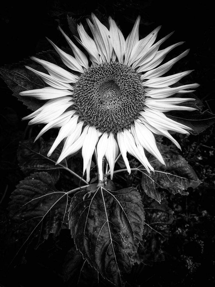 Photograph by Swetlana Lebedev