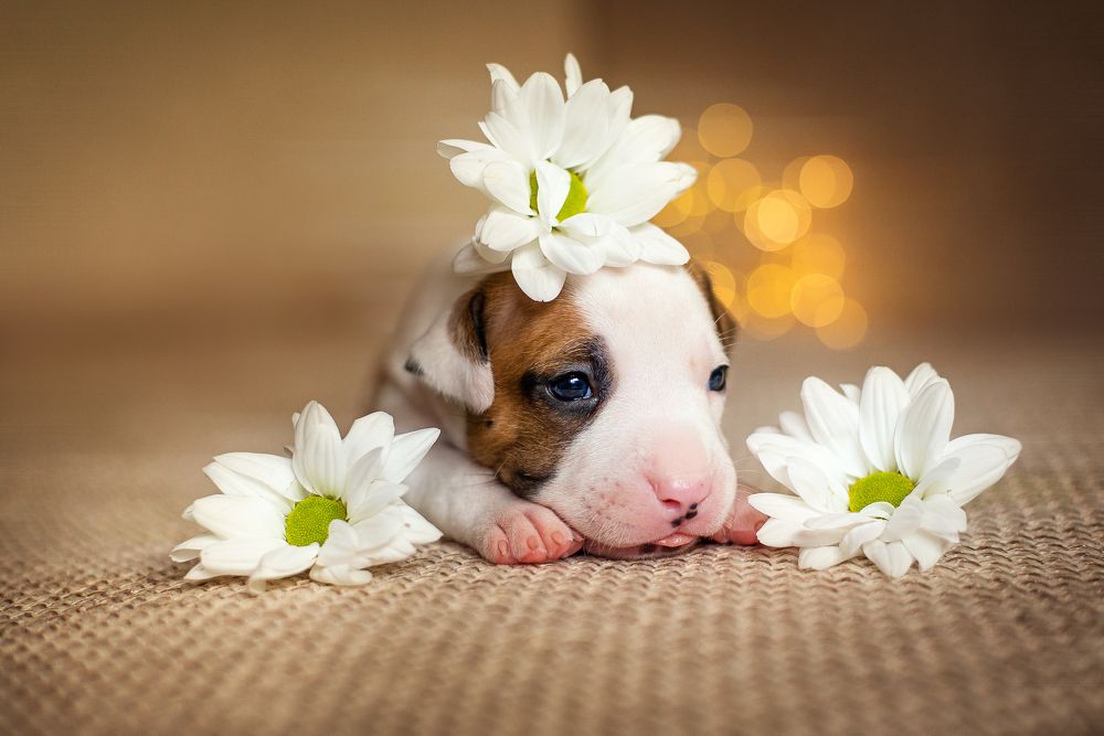 Photograph by Нина Дубровина