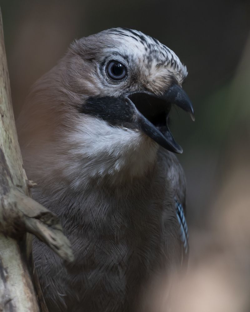 Фотография автора Сергей Затямин