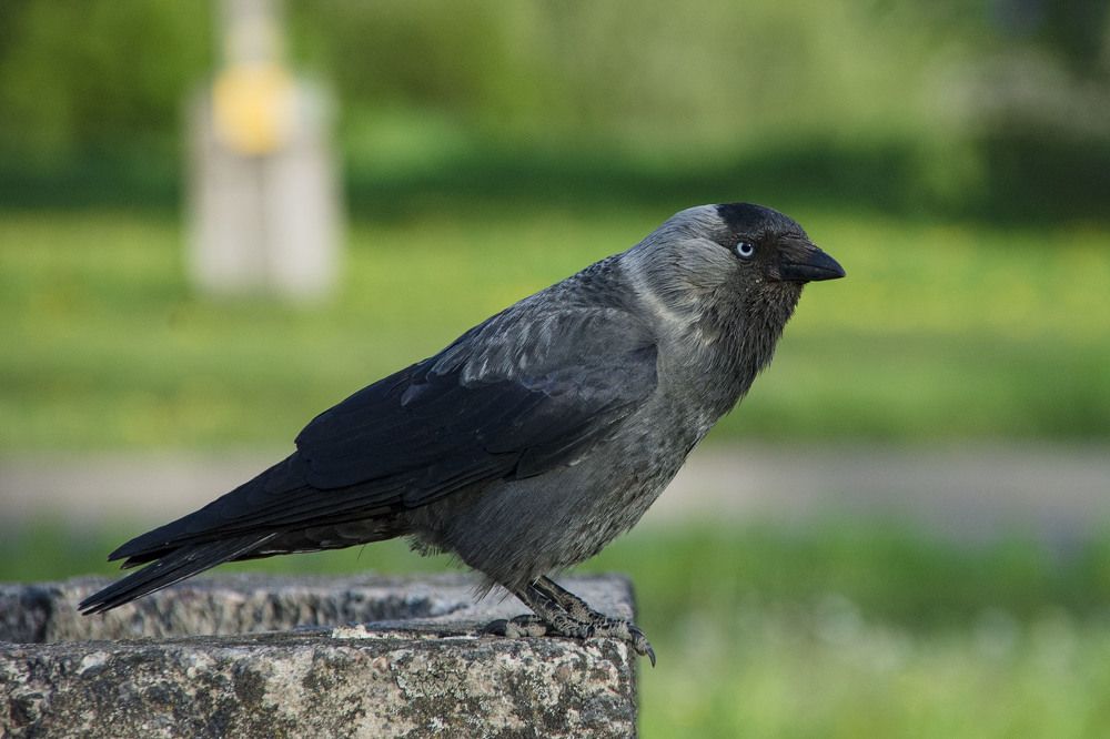 Photograph by Чаусова Елена