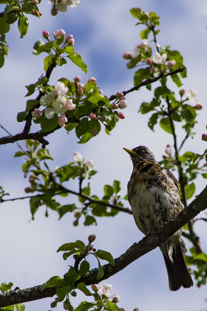 Photograph by Чаусова Елена