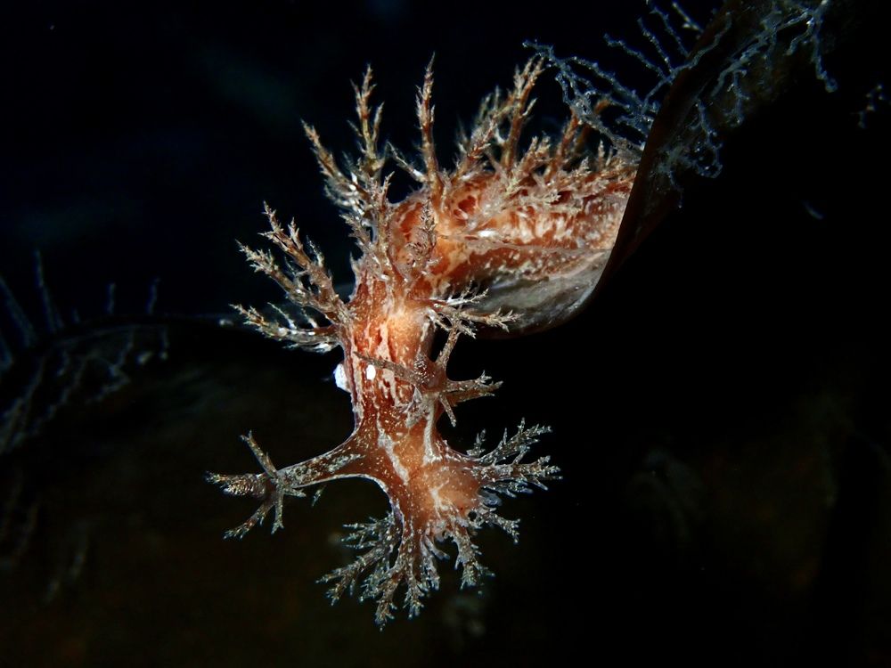 Spirit of the forest