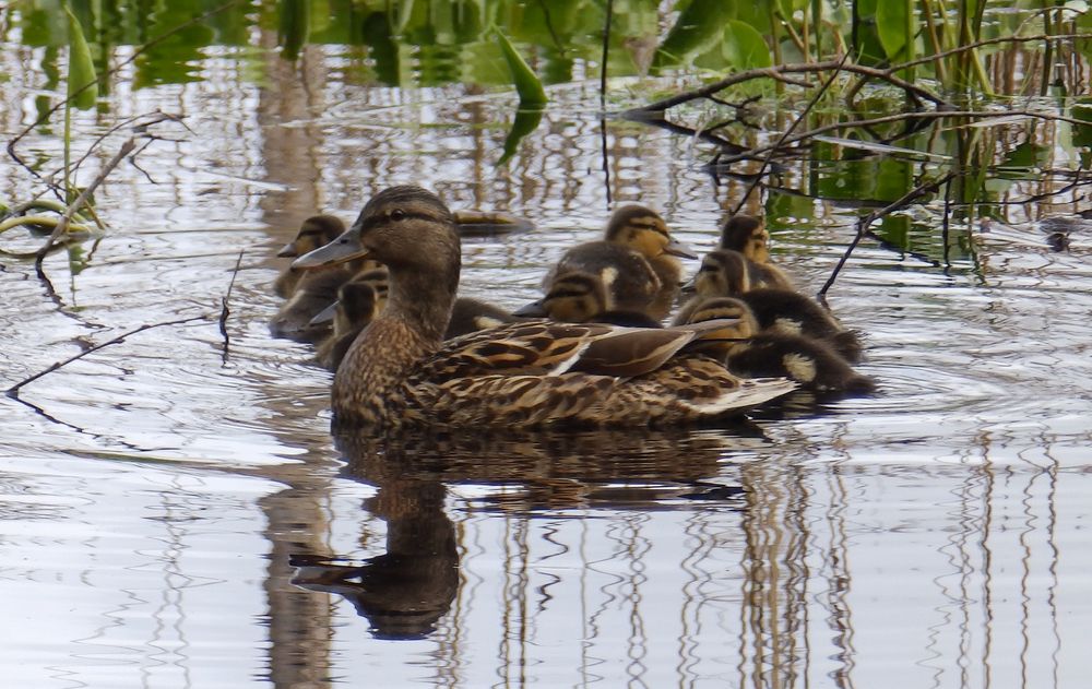 Photograph by Ирина Арканова