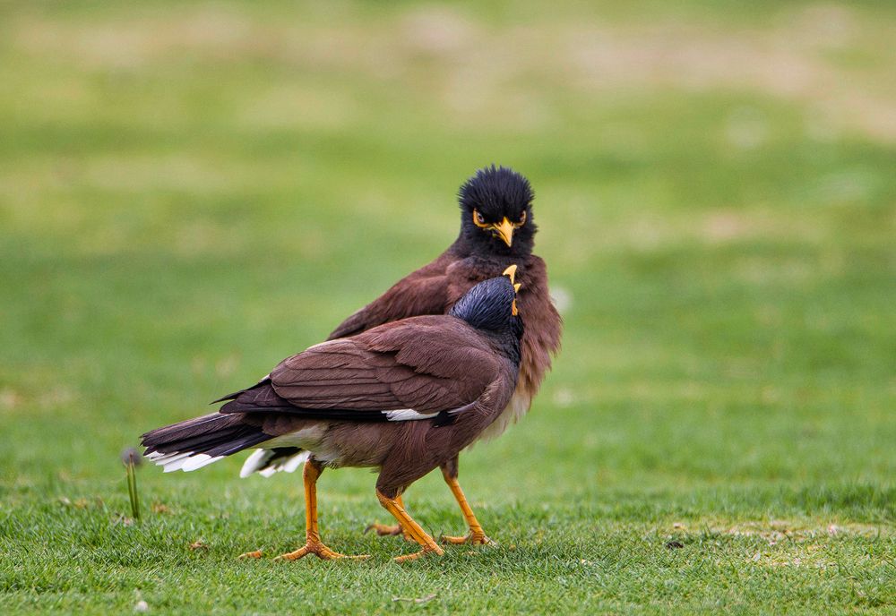 Photograph by Abdullah Al Battah