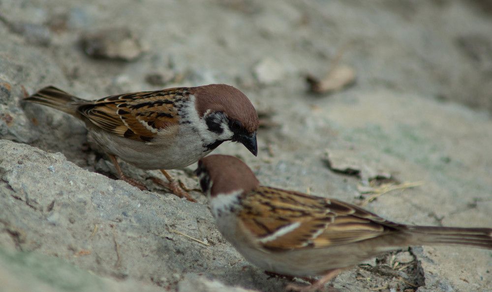 Photograph by Ирина Кошлюнова