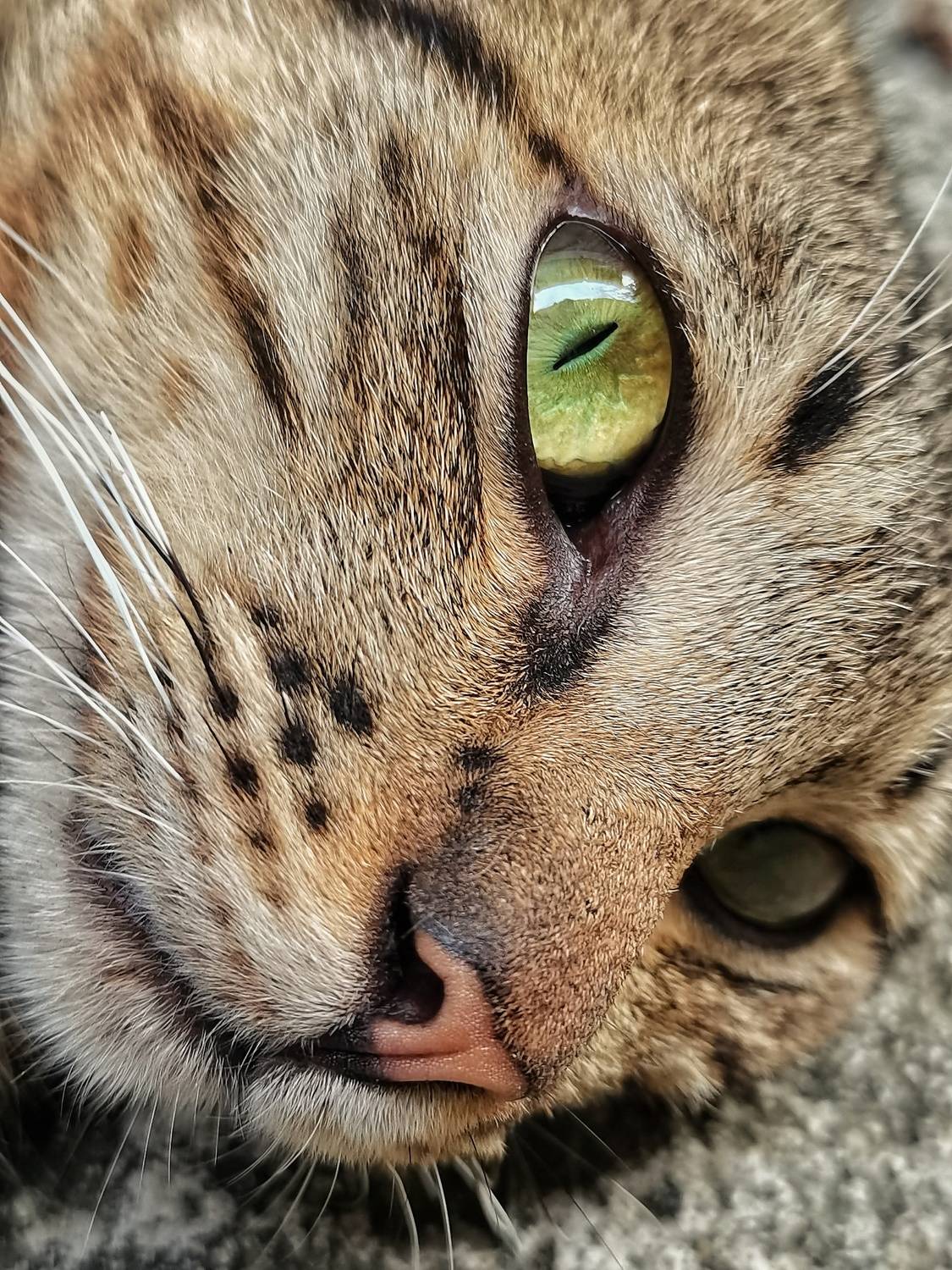 Eyes