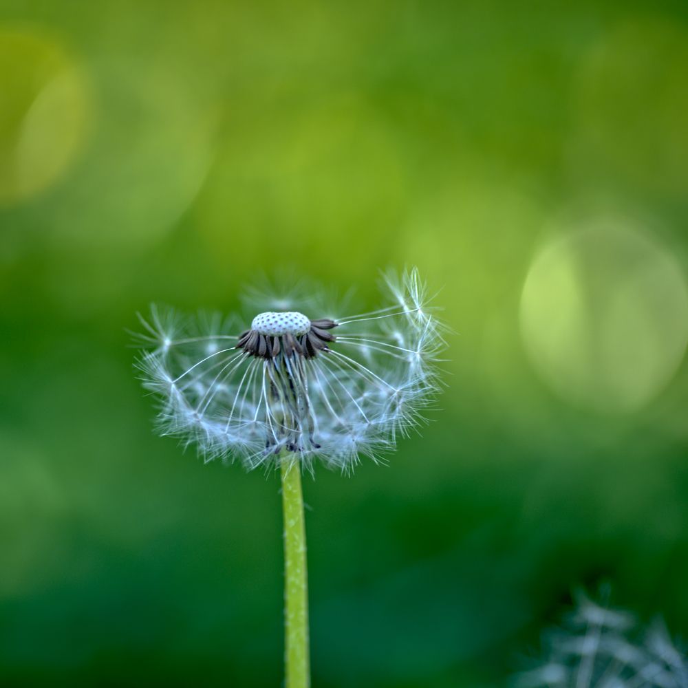 Недолговечен в порыве ветра.