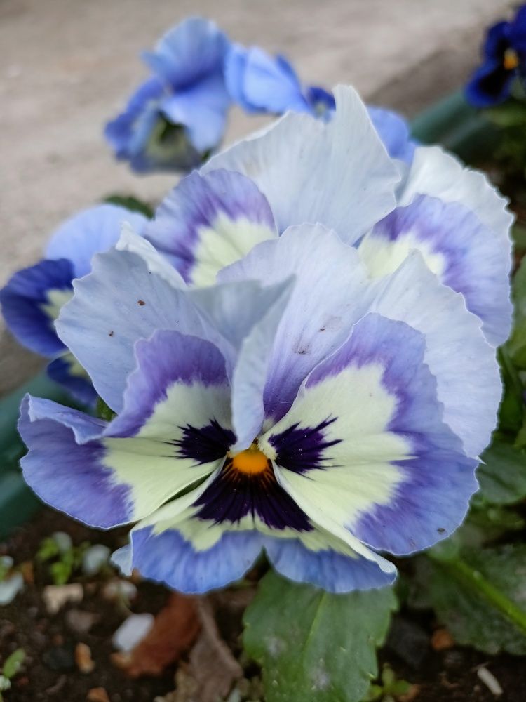 Фотография автора Марина Луценко