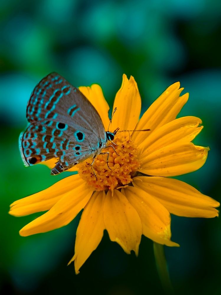 Photograph by Pratyayee Dutta