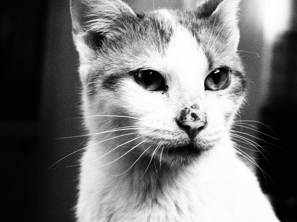 Photo #7619789