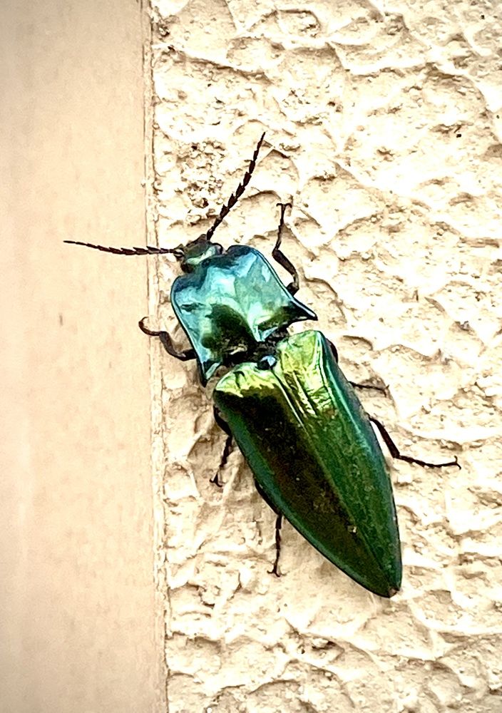 Photograph by Deepa Ghatge