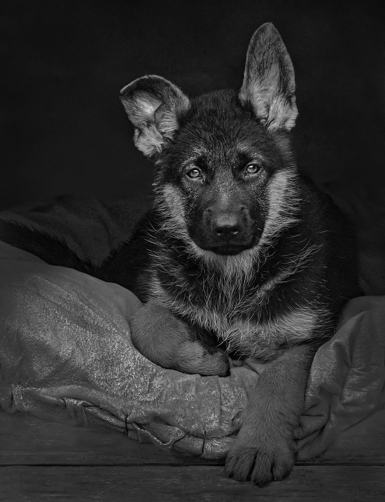 Photograph by Mario Fiorucci