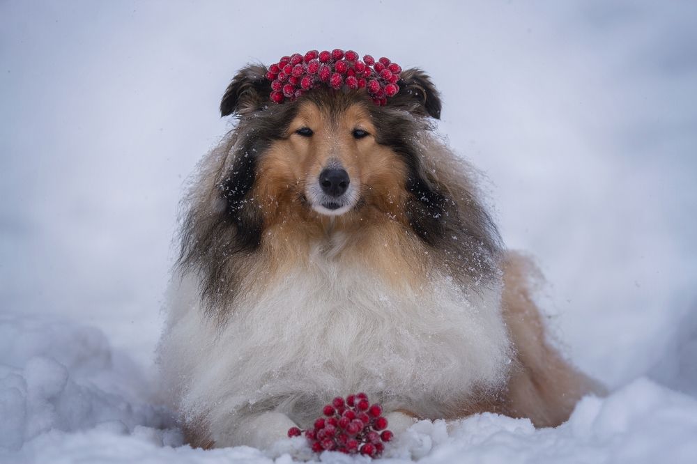 Photograph by Александра Шеламова