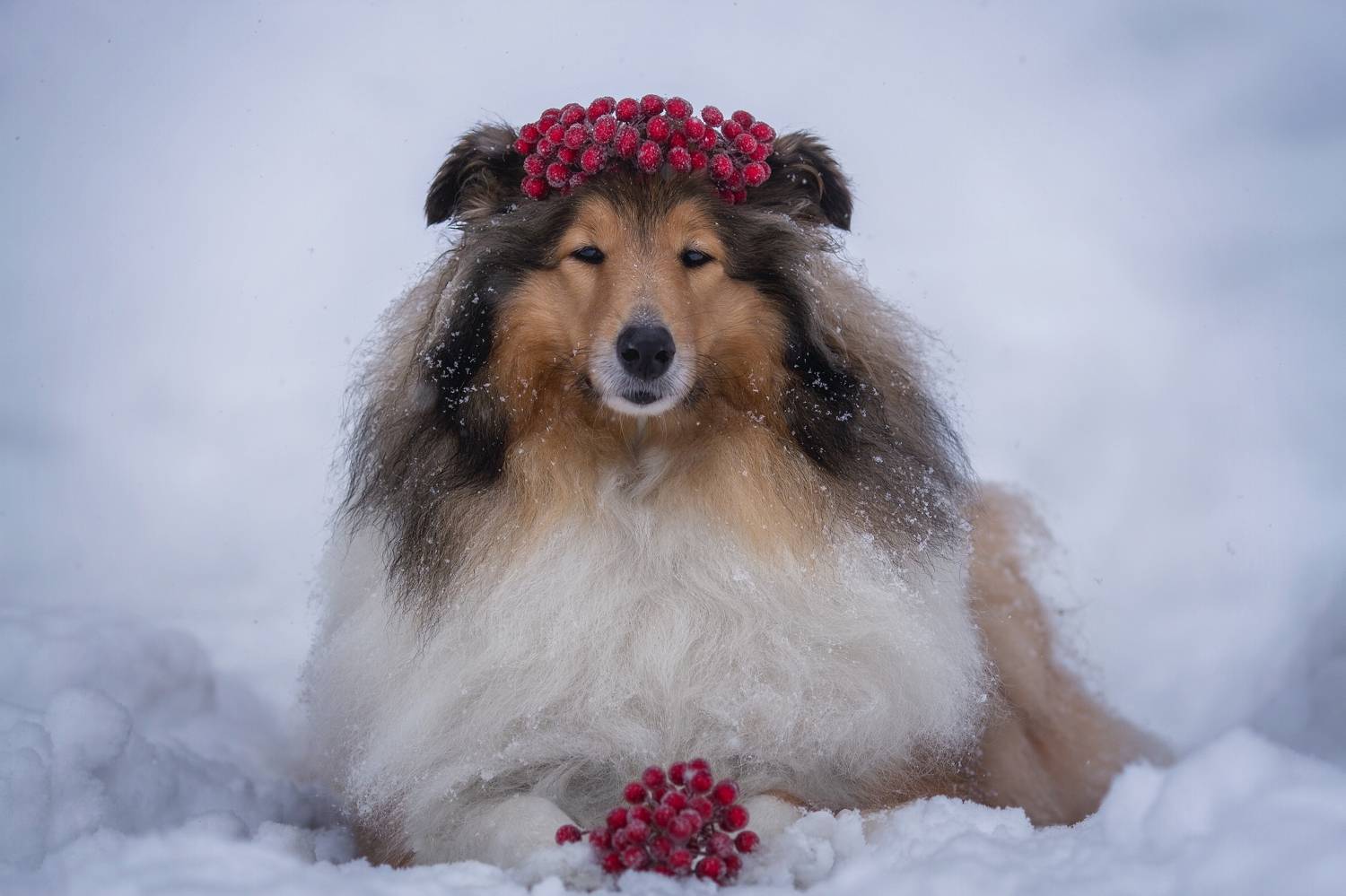 Фотография #7619914