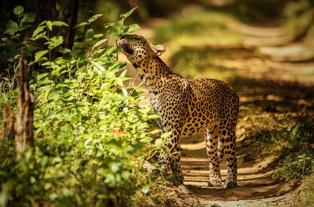 The Sri Lankan leopard