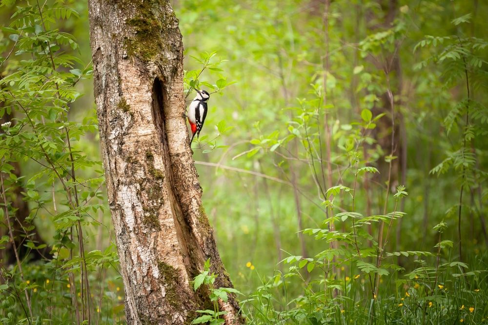 Photograph by Александр Скрементов