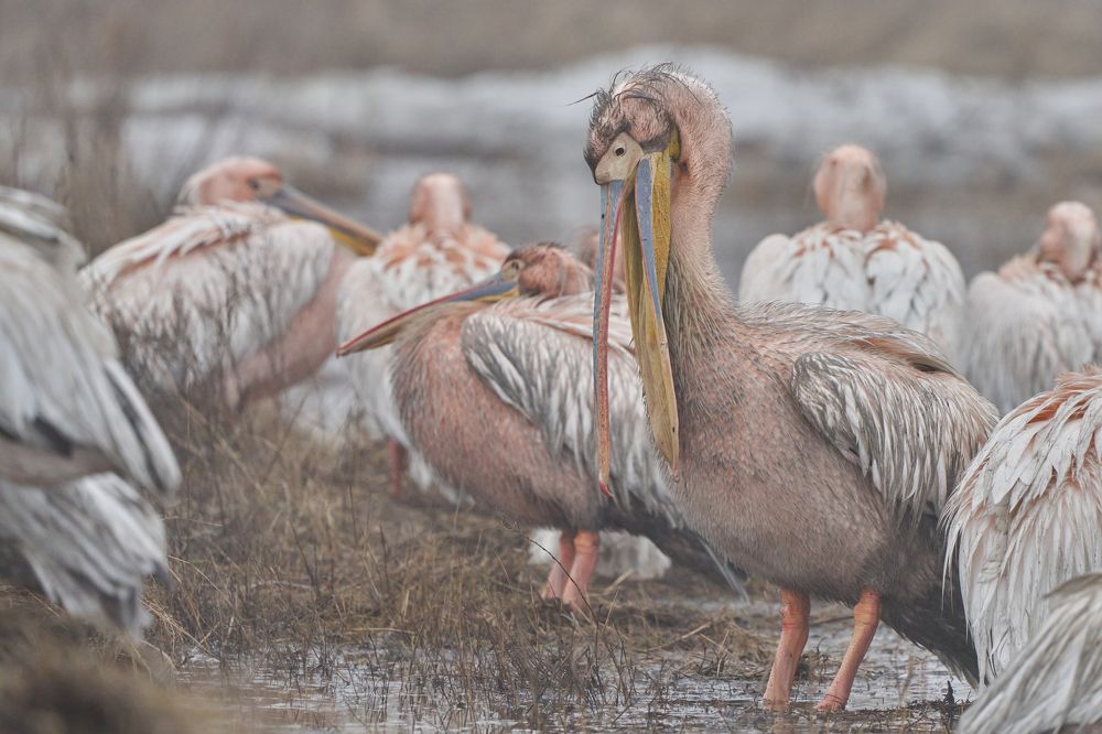 Photograph by Игорь Травкин