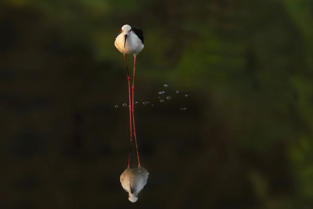 Photograph by G N RAJA