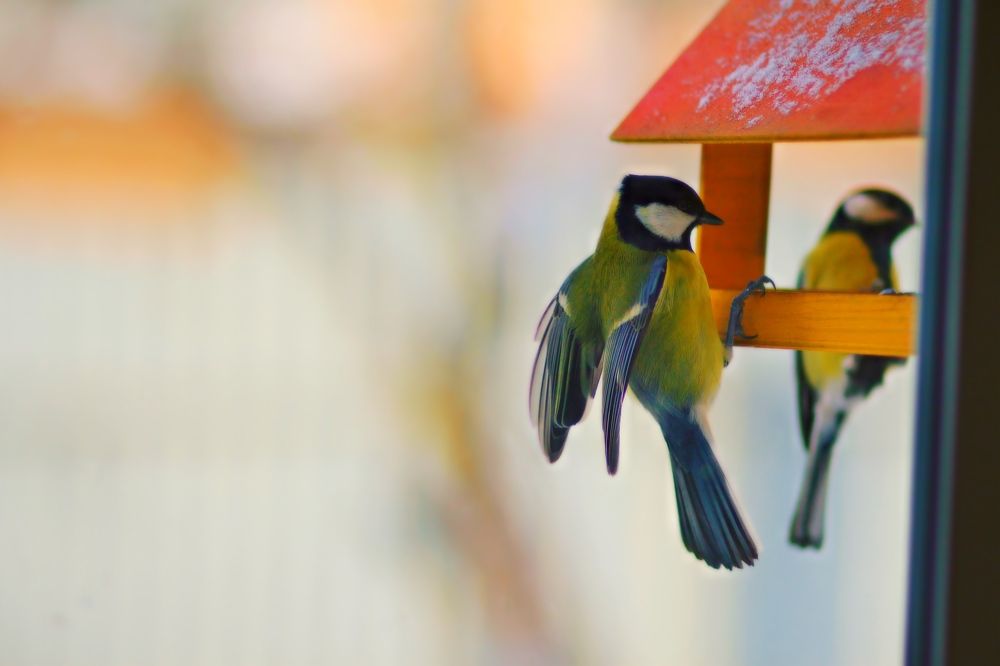 Photograph by Elena Makarova