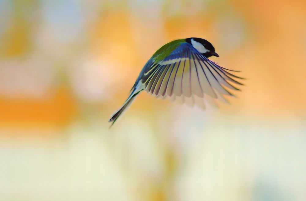 Photograph by Elena Makarova