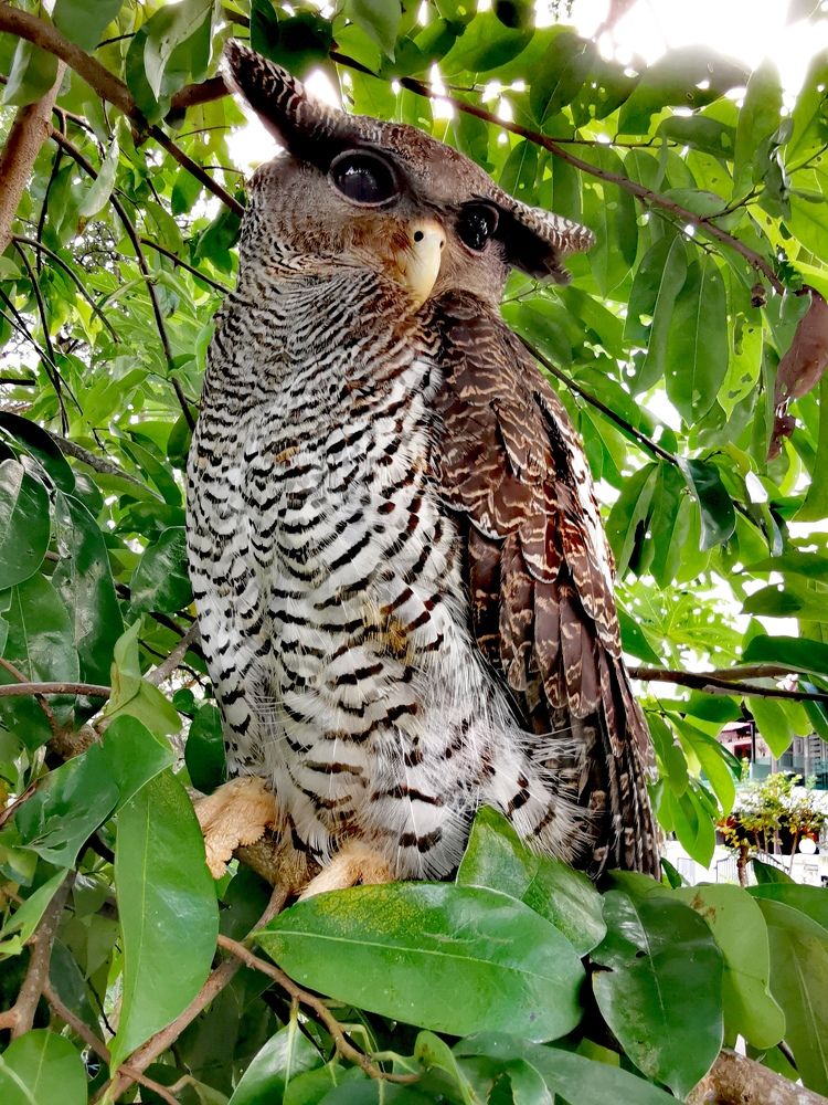 Photograph by Chunhou Poon