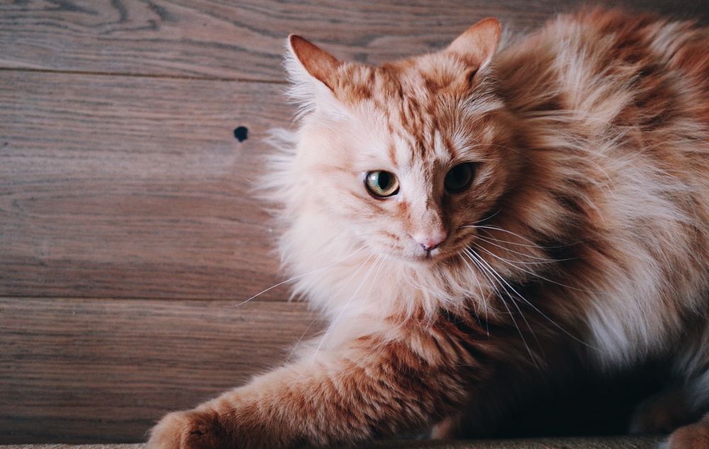 Фотография автора Ольга Шкотова