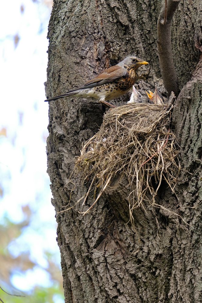 Фотография автора Александр Высоцкий