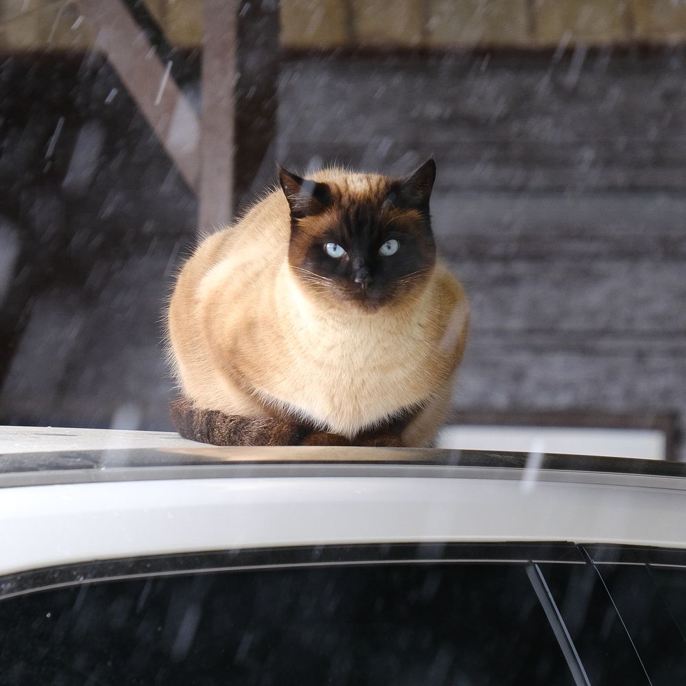 Фотография автора Александр Высоцкий