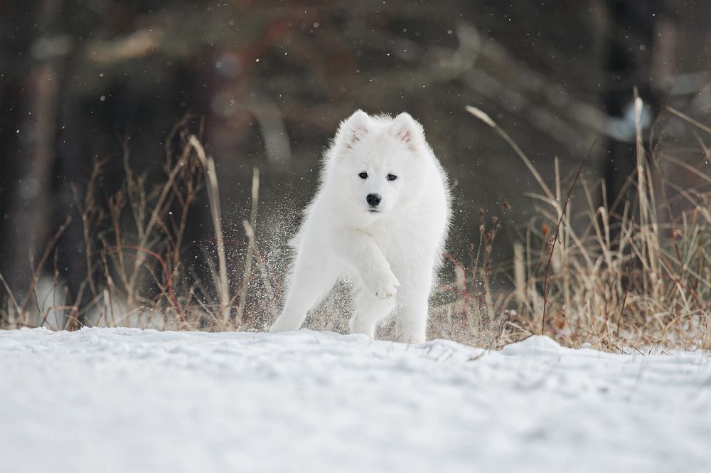 Samoyed puppy getting ready to run