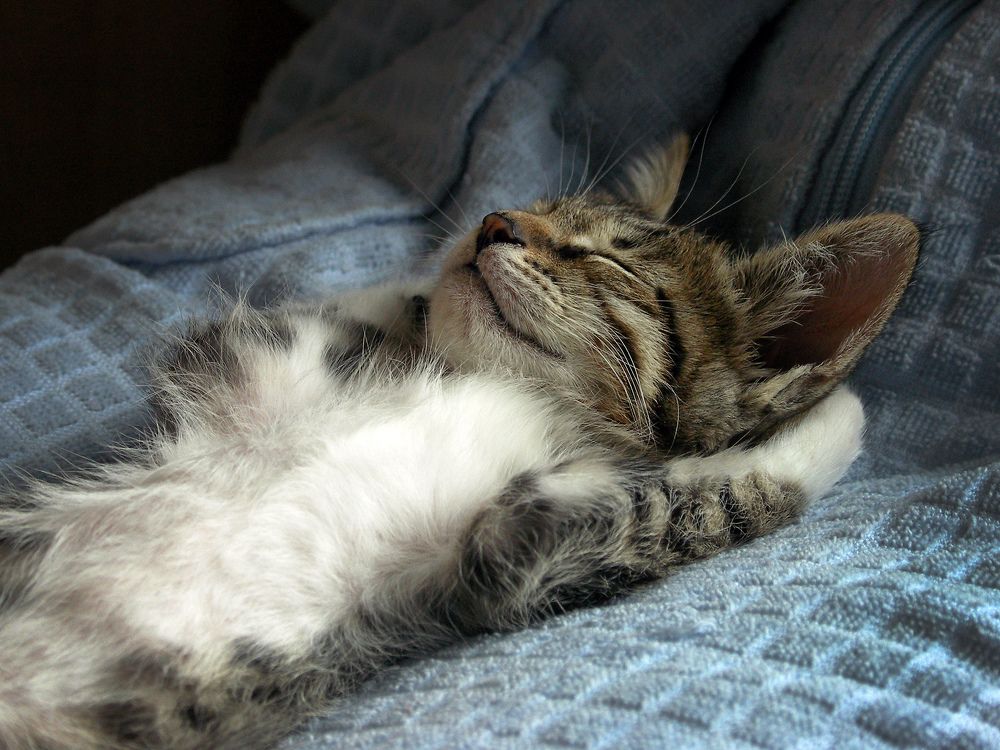 Сладкие сны