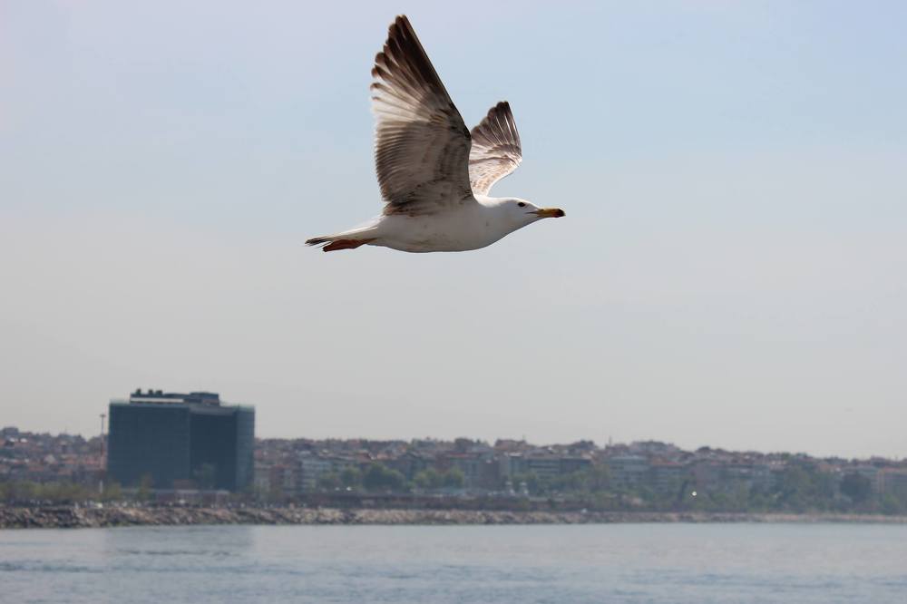 Photograph by Джамиля Ашумова