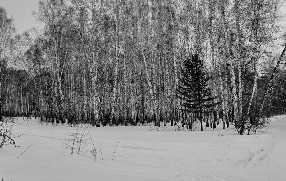 Photograph by Сергей Гребенников