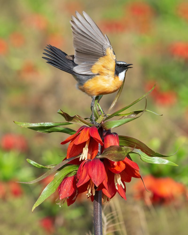 Photograph by sajjad saadat