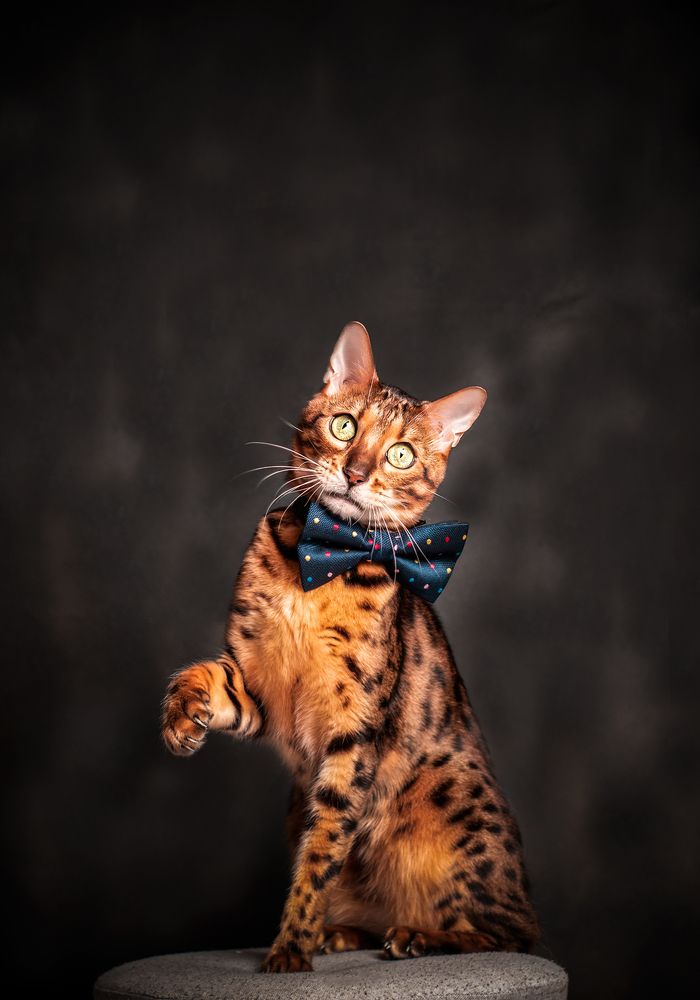 Photograph by Kucera Vince