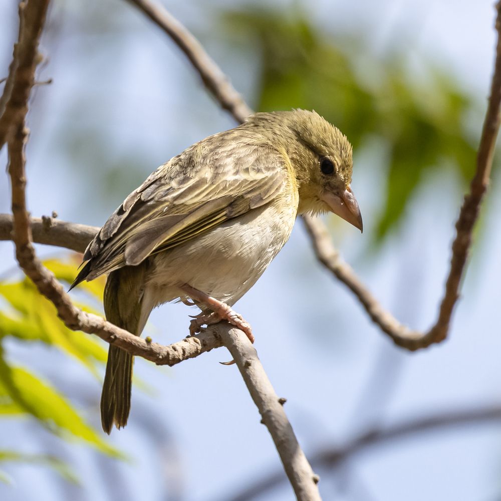 Photograph by MOHAMED NASSER