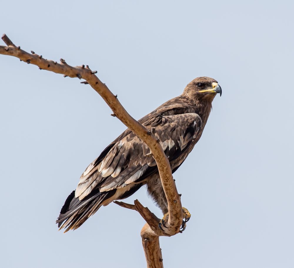 Photograph by MOHAMED NASSER