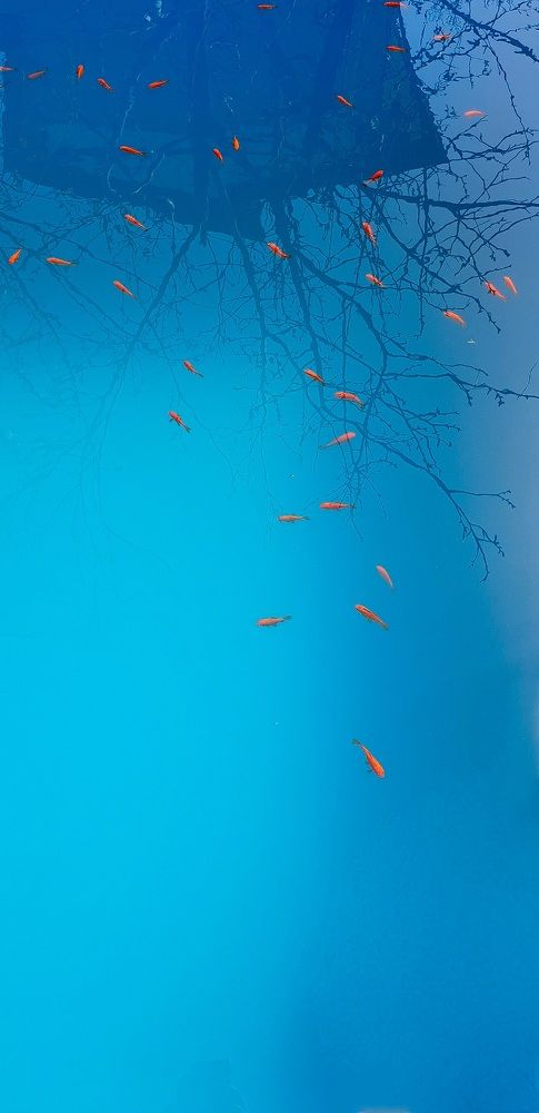 Photograph by alireza haji Akhondian