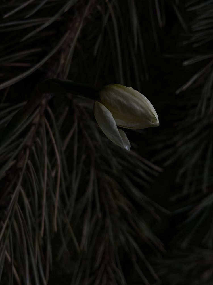 Photograph by Марина Толстопятова