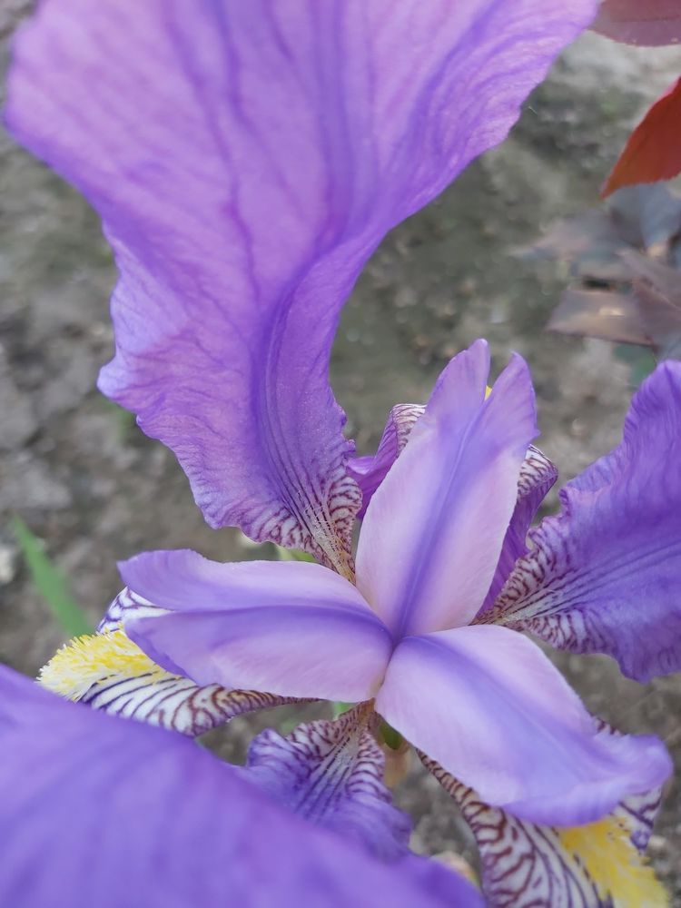 Photograph by Andrea Szénási