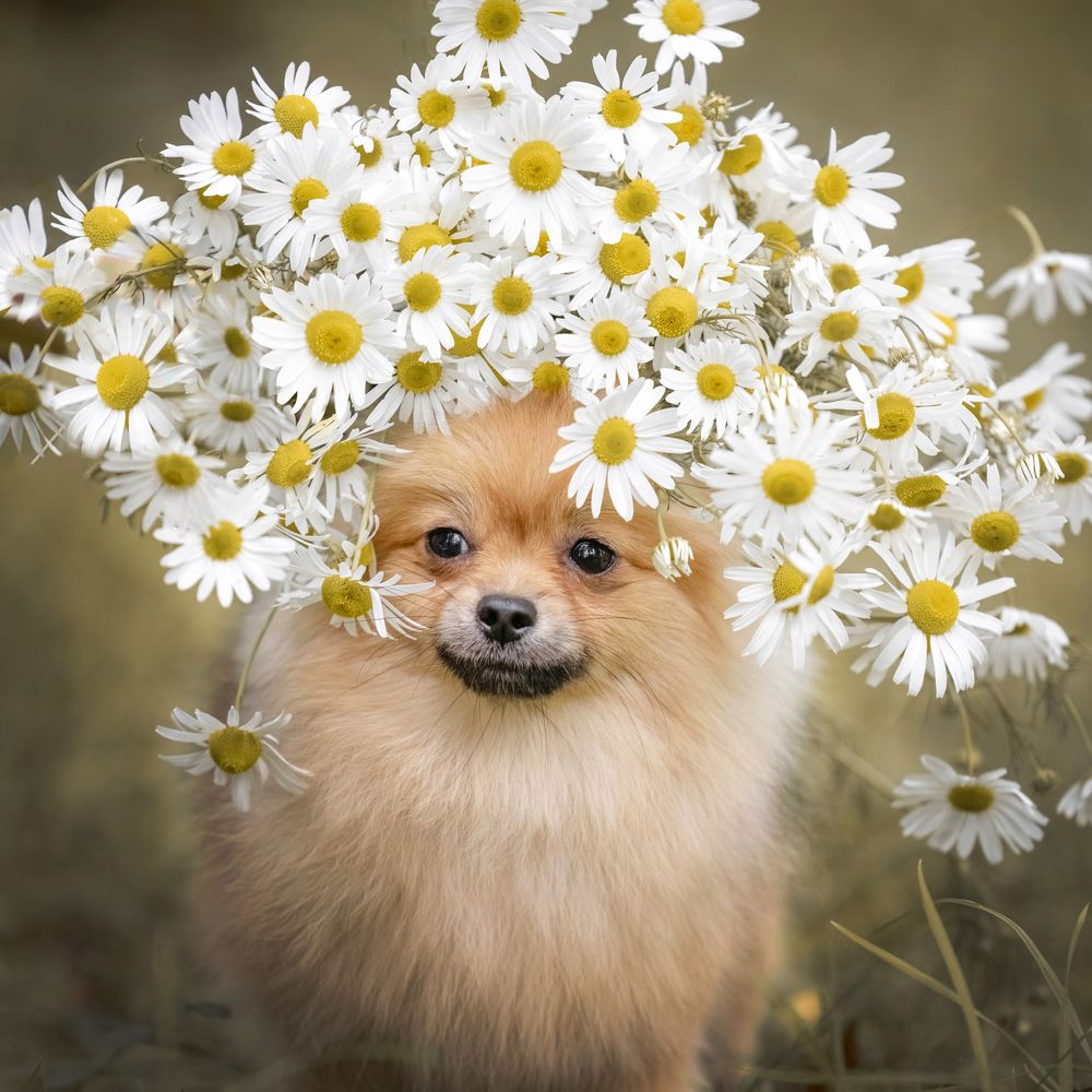 Photograph by Татьяна Тихомирова