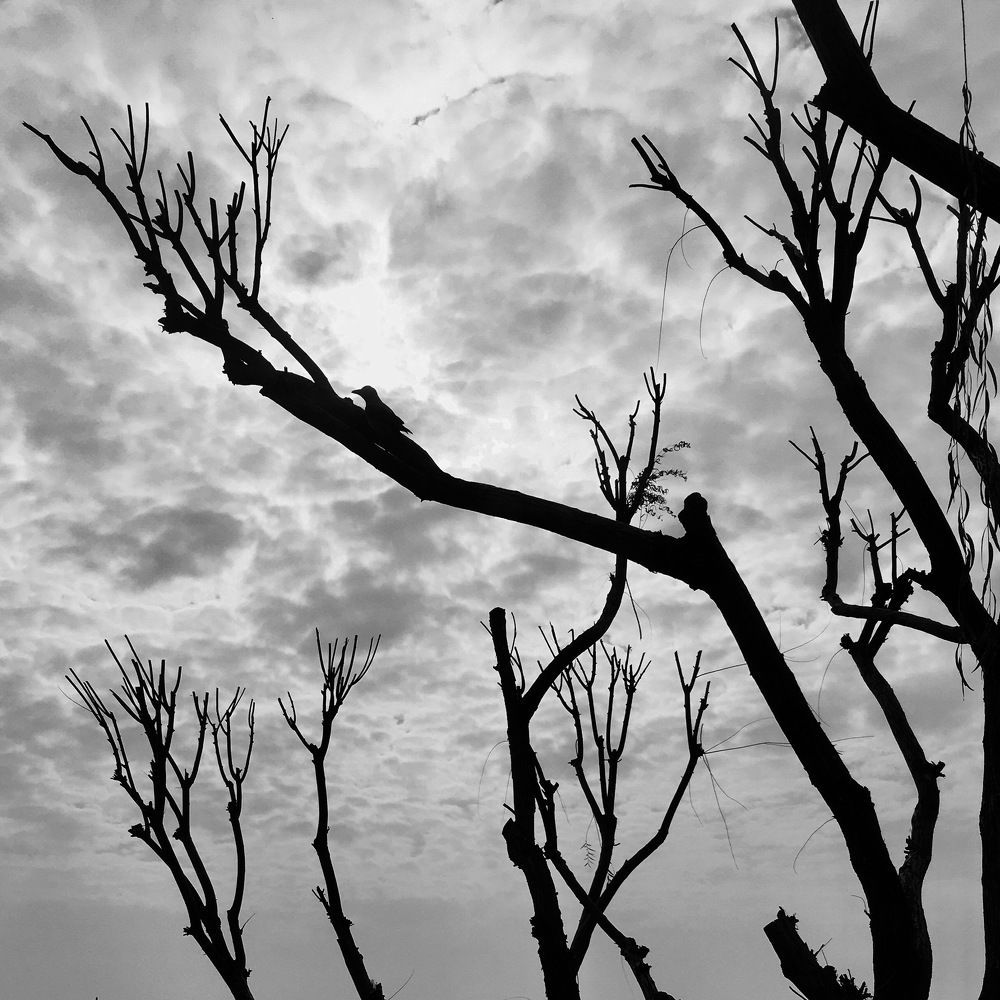 Photograph by Elham Elshah