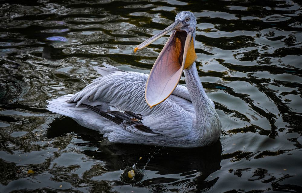 Photograph by Mostafa Mortazavi