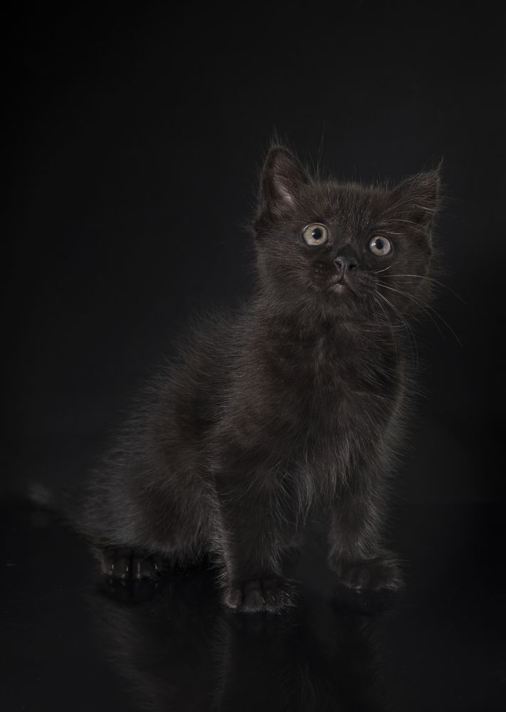 Фотография автора Евгений Печенин