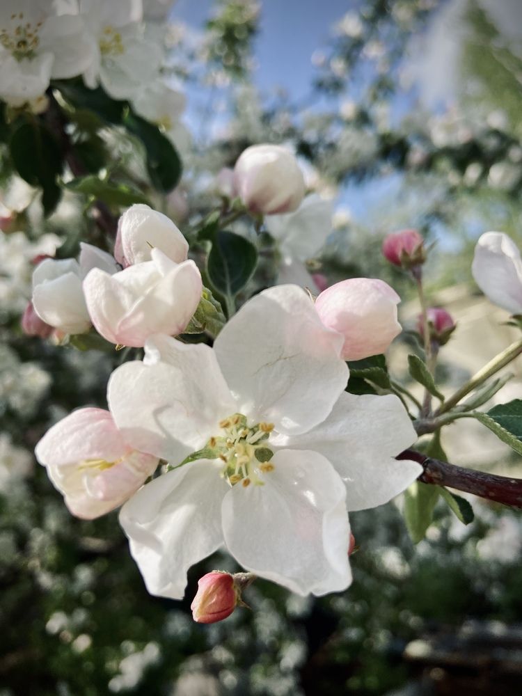 Photograph by Лазарева Анна Игоревна