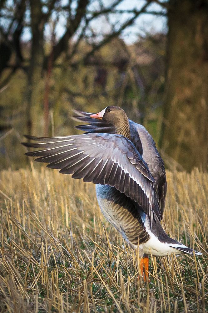 Photograph by валерий куропаткин