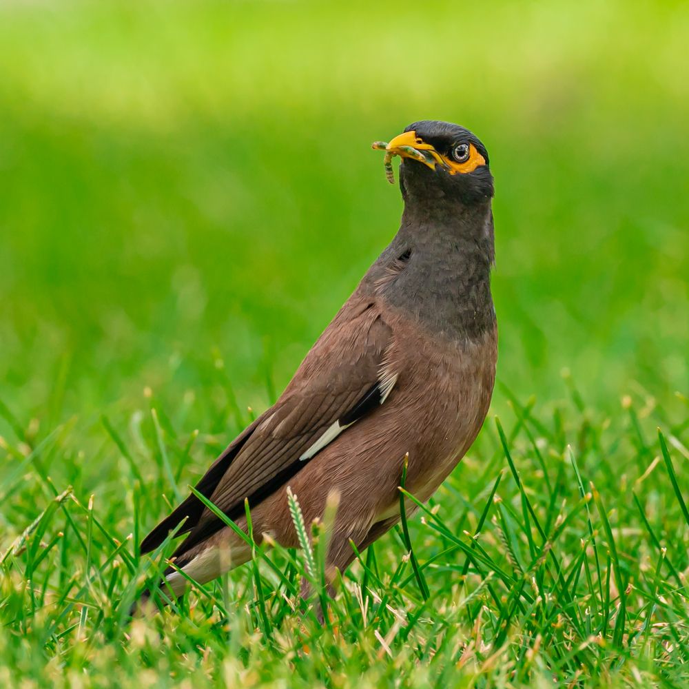 Photograph by MOHAMED NASSER