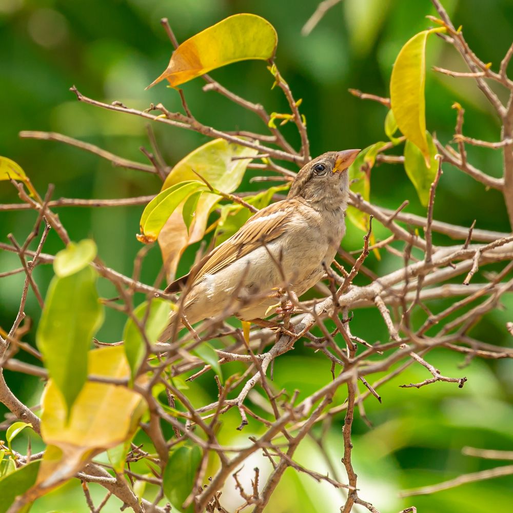Photograph by MOHAMED NASSER