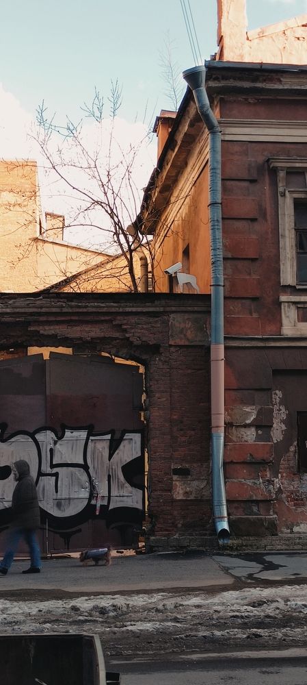 собака наблюдака